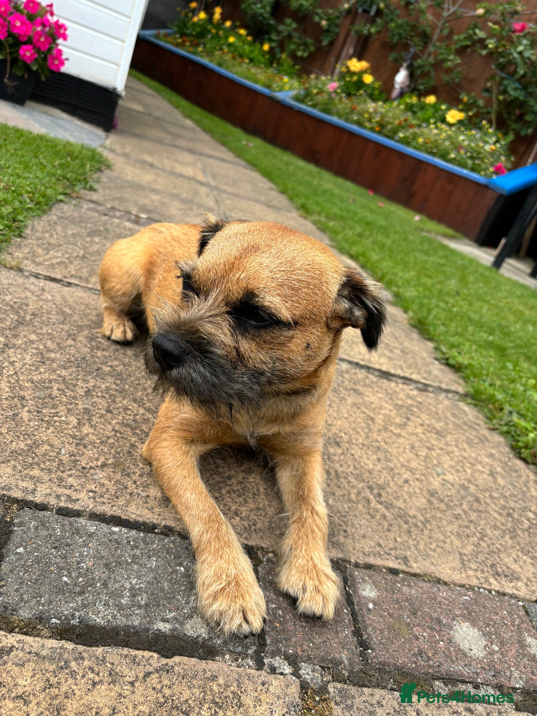 Border Terrier dogs for stud: Red boarder terrier for stuf - Image 1