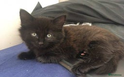 Mixed Breed cats for sale: 3 black kittens for sale  - Image 1