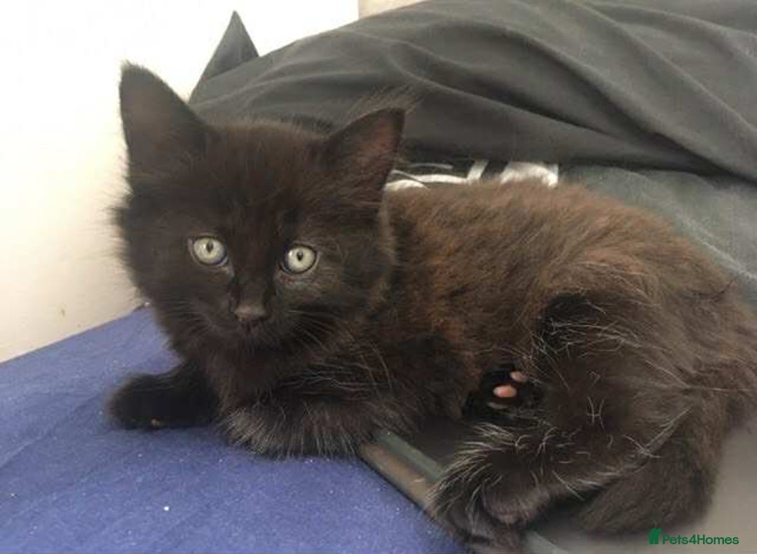 Mixed Breed cats for sale: 3 black kittens for sale  - Image 1