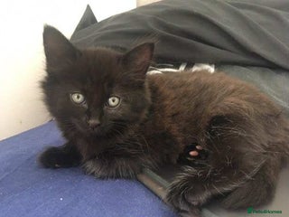 Mixed Breed cats - Advert 16