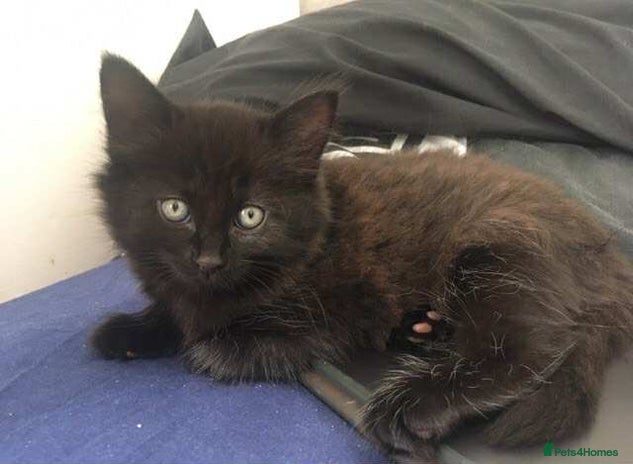 Mixed Breed cats - Advert 30