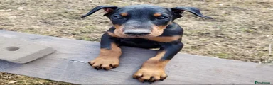 Mixed Breed 1