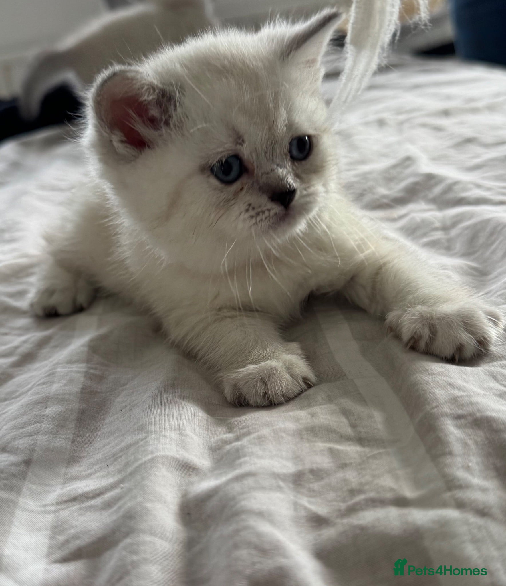 British Shorthair cats Beautiful Blue-Eyed Kittens  - Advert 1