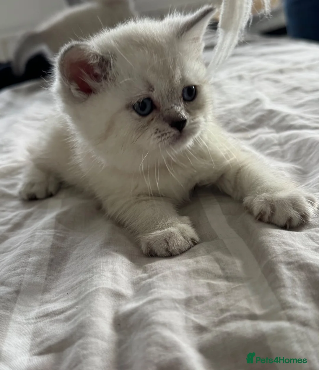 British Shorthair cats for sale: Beautiful Blue-Eyed Kittens  in London - Advert 1