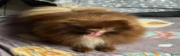 Pomeranian dogs for sale: Champion bloodline, kc reg Pomeranian pups  - Advert 3
