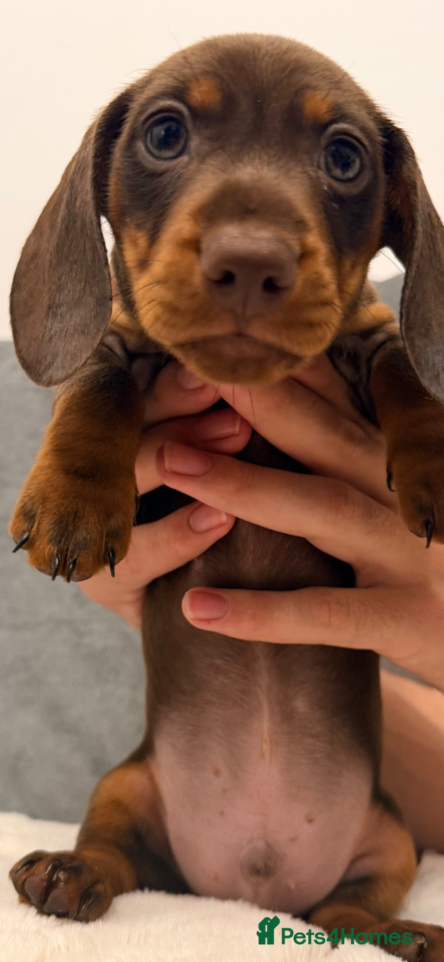 Miniature Dachshund dogs Miniature dachshund  - Advert 2