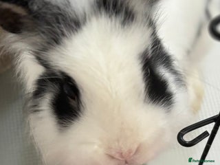 Lionhead rabbits Male Lionhead Rabbit - Advert 2