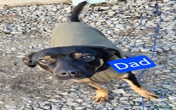 Mixed Breed dogs for sale: Girl TRI- due to unforseen circumstances - Image 10