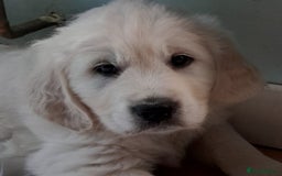 Golden Retriever dogs for sale: CHUNKY PALE BOY - Image 1