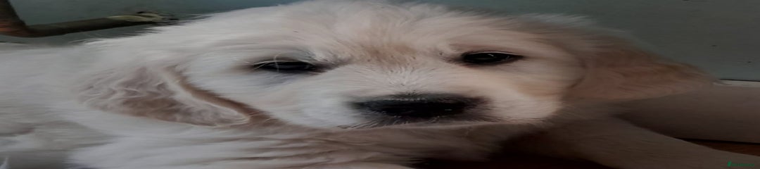 Golden Retriever Puppy 1