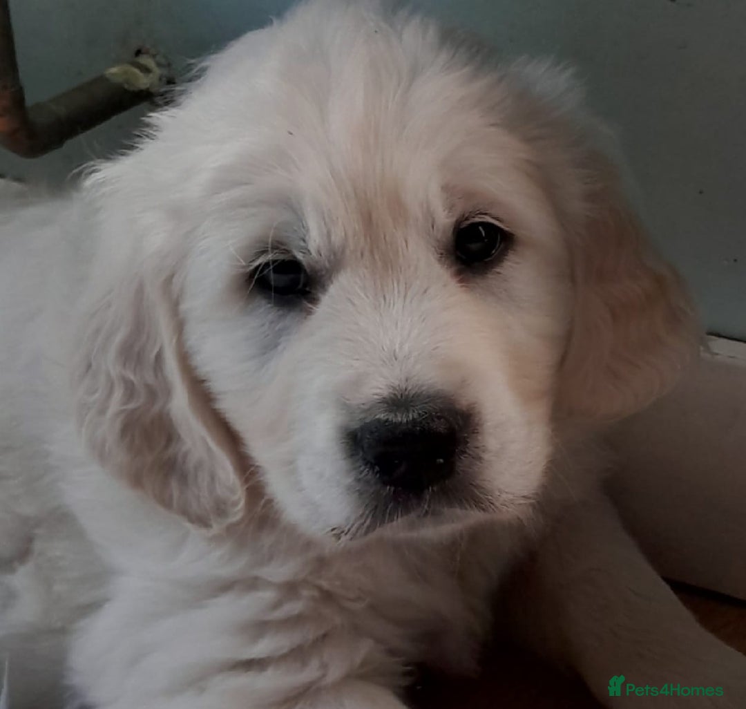 Golden Retriever dogs for sale: CHUNKY PALE BOY - Image 1