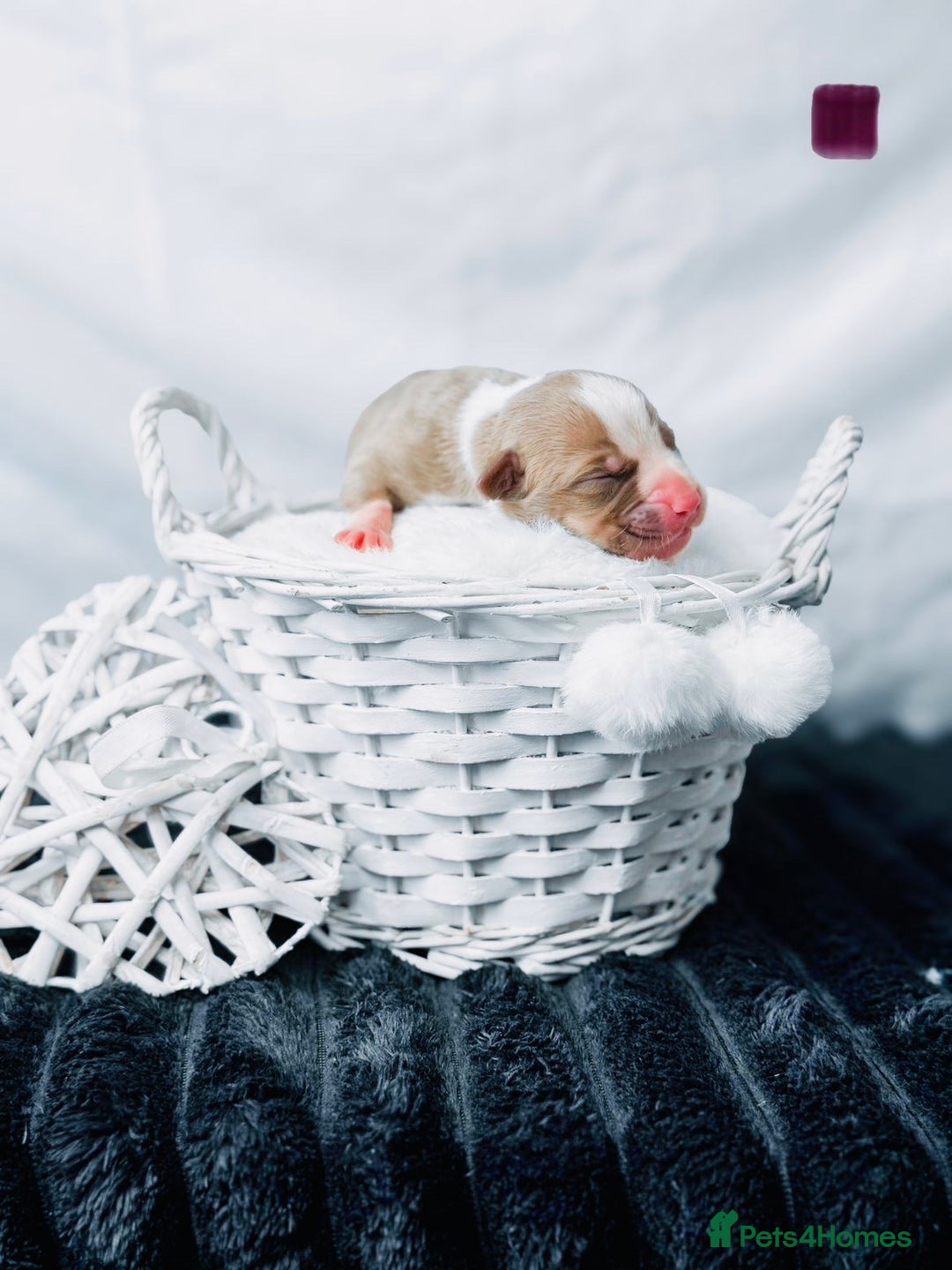 American Bully dogs for sale: Beautiful American Bully Pups  - Image 12