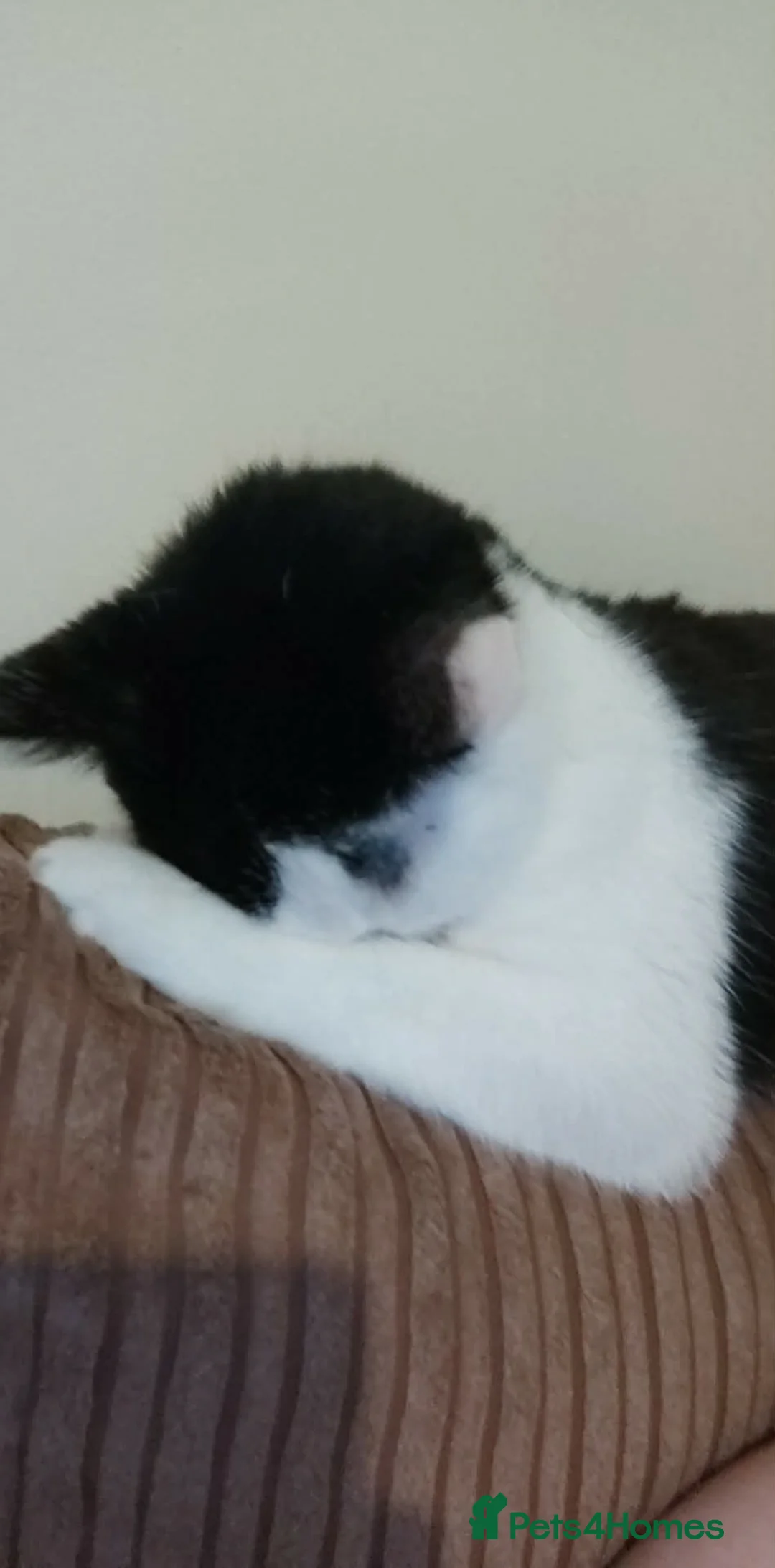 British Shorthair cats for sale: Kaneki  in Southampton - Advert 2