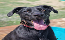 Labrador Retriever dogs for adoption: Prince - Over 4 years looking for his home! - Image 1