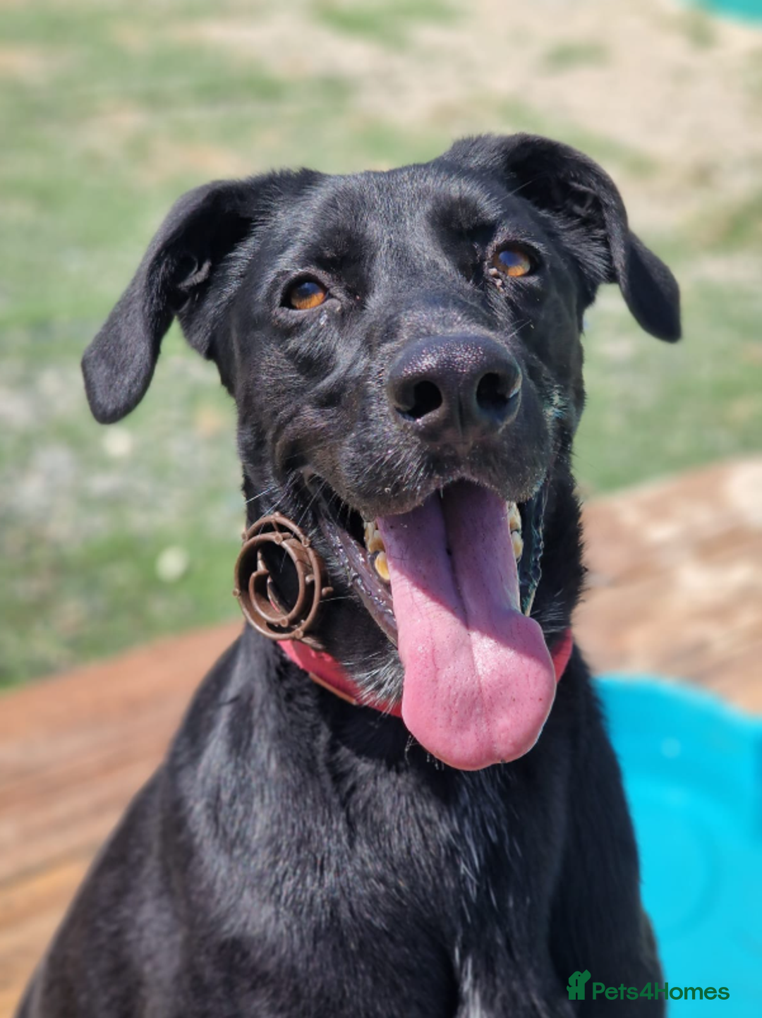Labrador Retriever dogs for adoption: Prince - Over 4 years looking for his home! - Image 1