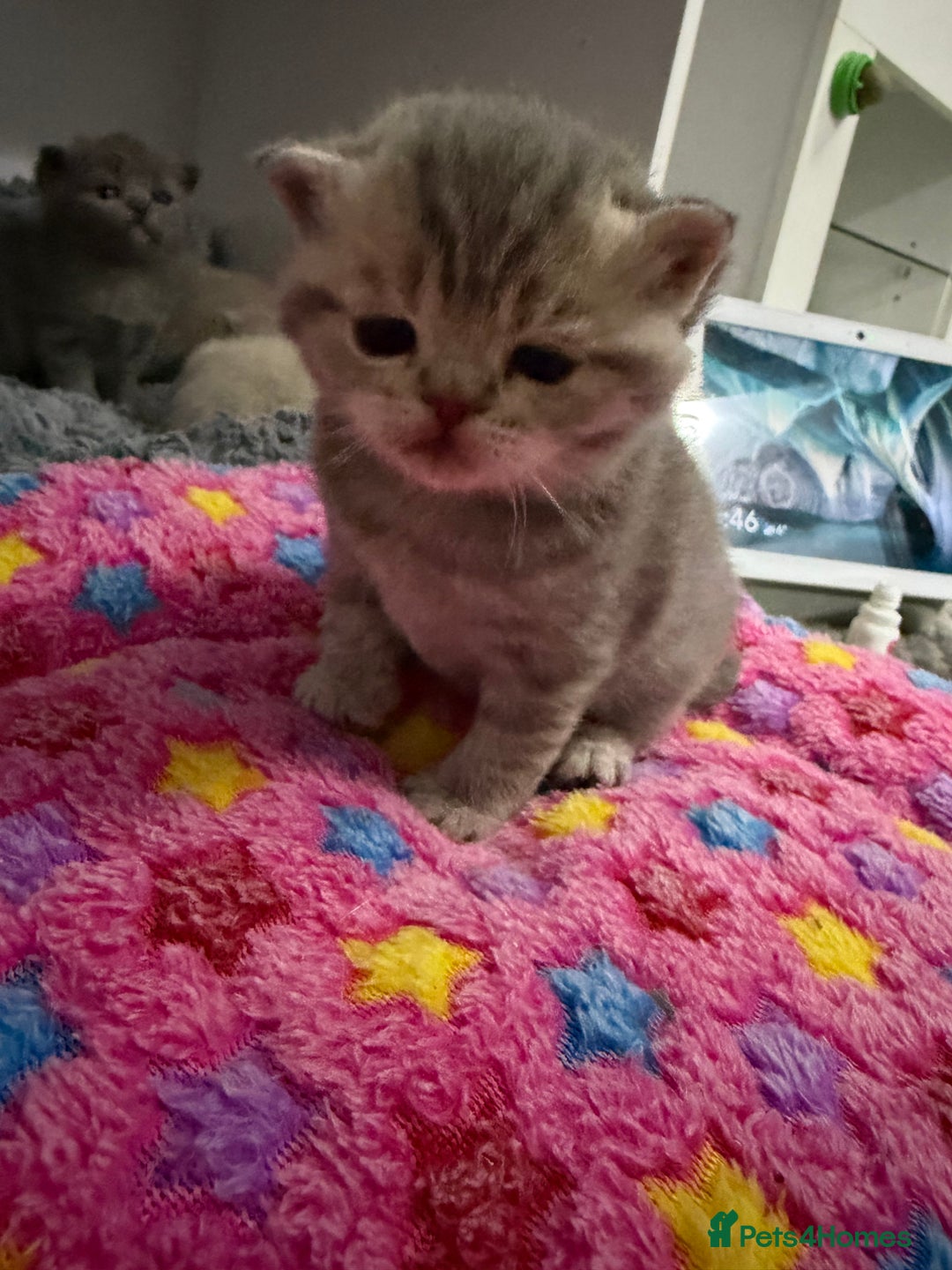 British Shorthair cats for sale: British short hair kittens  - Advert 22