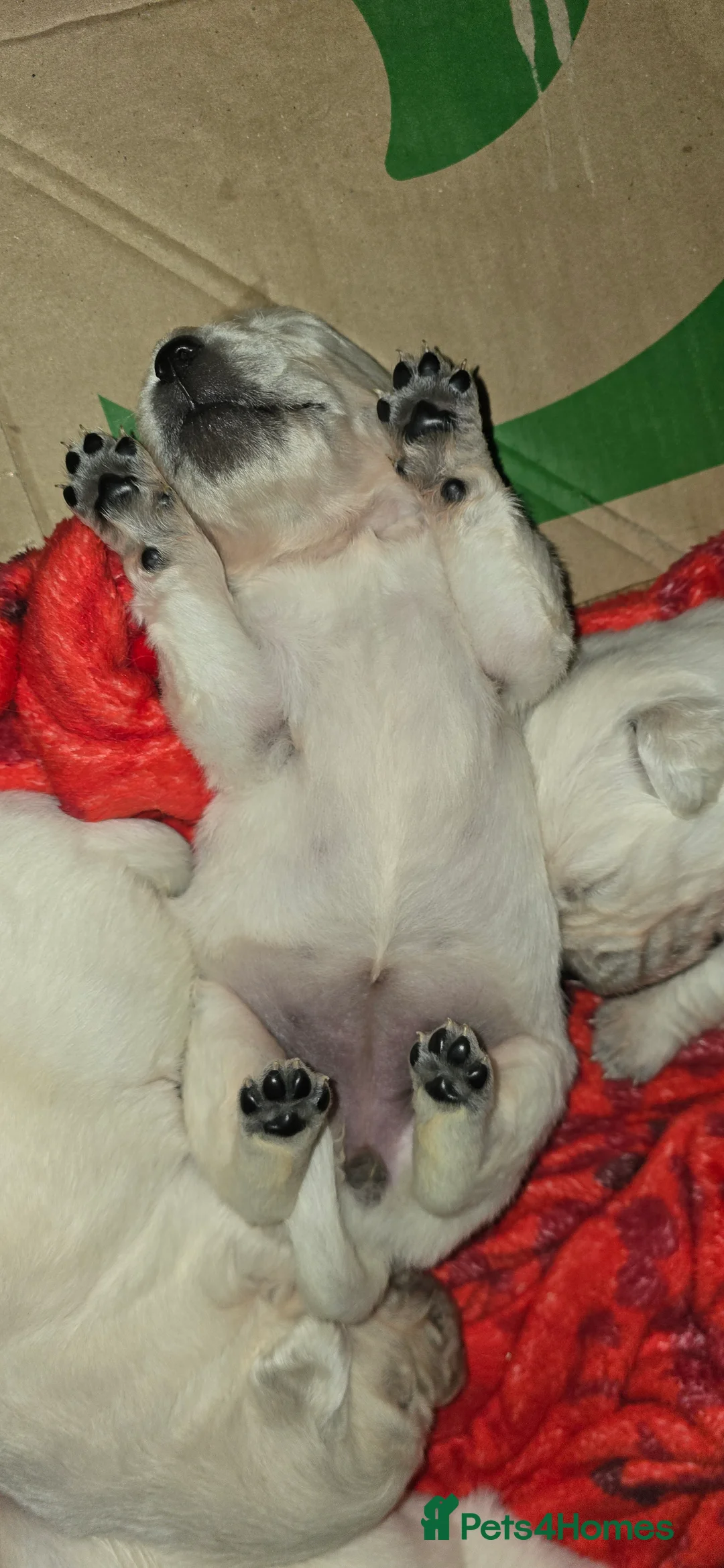 Golden Retriever dogs for sale: Adorable white Golden Retriever - Advert 11