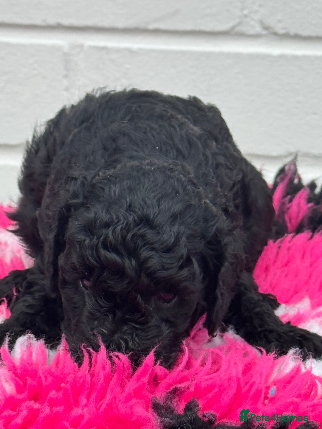 Miniature Poodle dogs for sale: DNA H/Tested Miniature poodle  - Image 14
