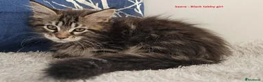 Foresttail Saera