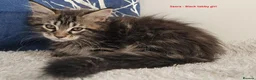Maine Coon cats for sale: GCCF Maine Coon kittens - registered breeder - Advert 6