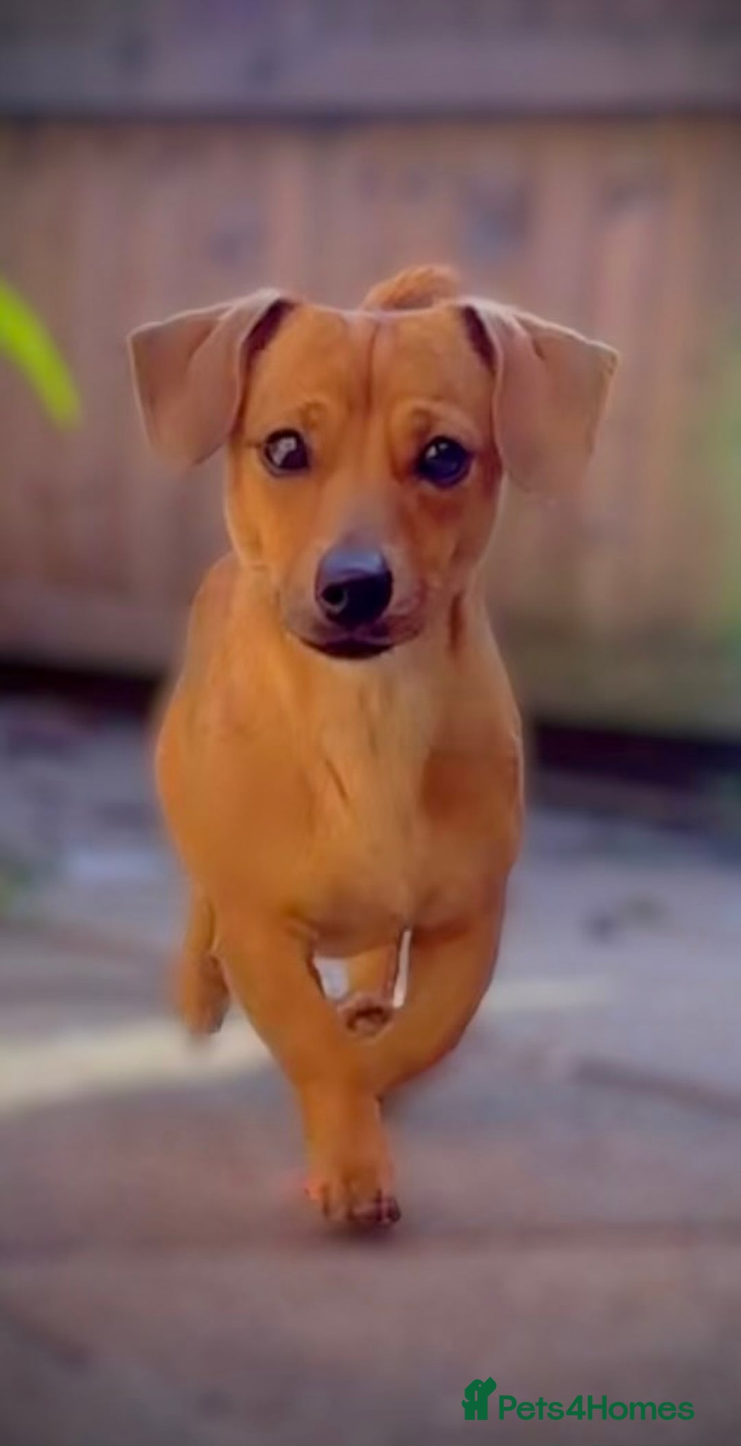 Mixed Breed dogs for sale: 2yr Playful DachshundxPom Full of Love&Personality - Image 2