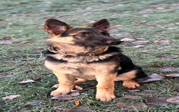 German Shepherd dogs for sale: German shepherd girl - Advert 1