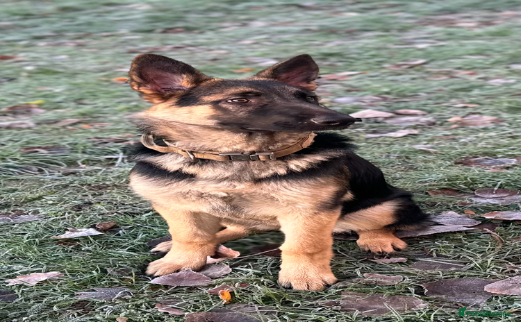 German Shepherd dogs German shepherd girl - Advert 1