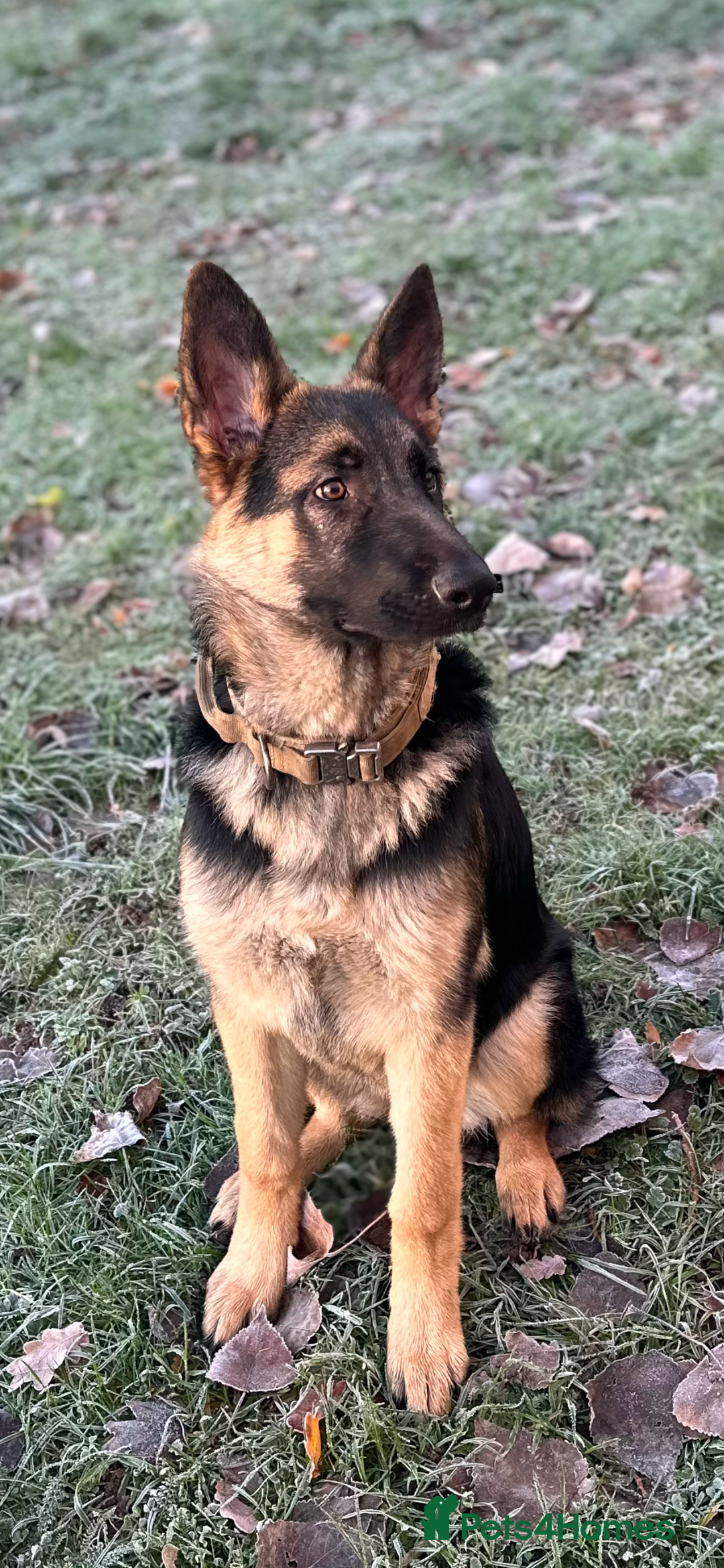 German Shepherd dogs for sale: German shepherd girl - Advert 1