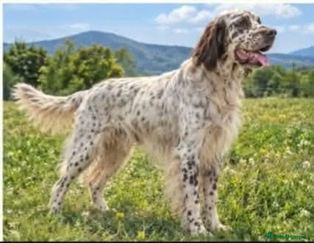 English Setter dogs for adoption: SETH! - Advert 1