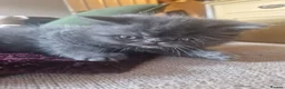 Persian cats for sale: Beautiful Persian exotics  - Advert 8