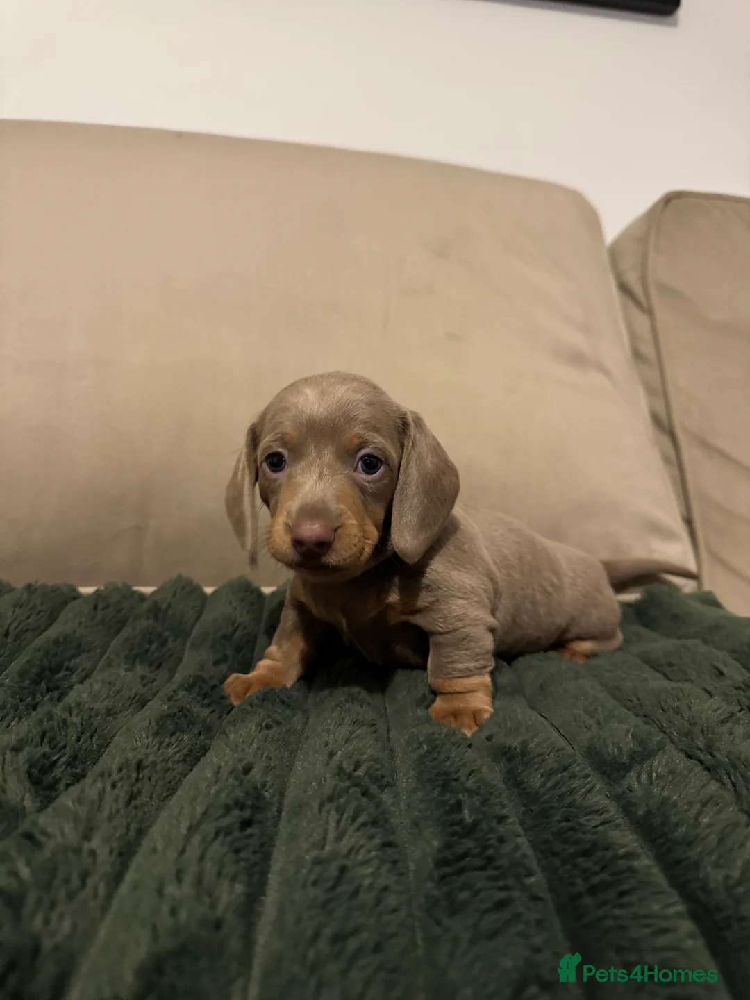 Miniature Dachshund dogs for sale: 2 beautiful Isabella and tan mini dachshunds  - Advert 3