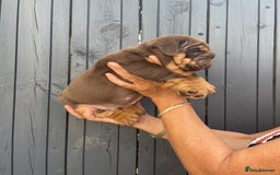 English Bulldog dogs for sale: Quality English bulldogs  - Image 8