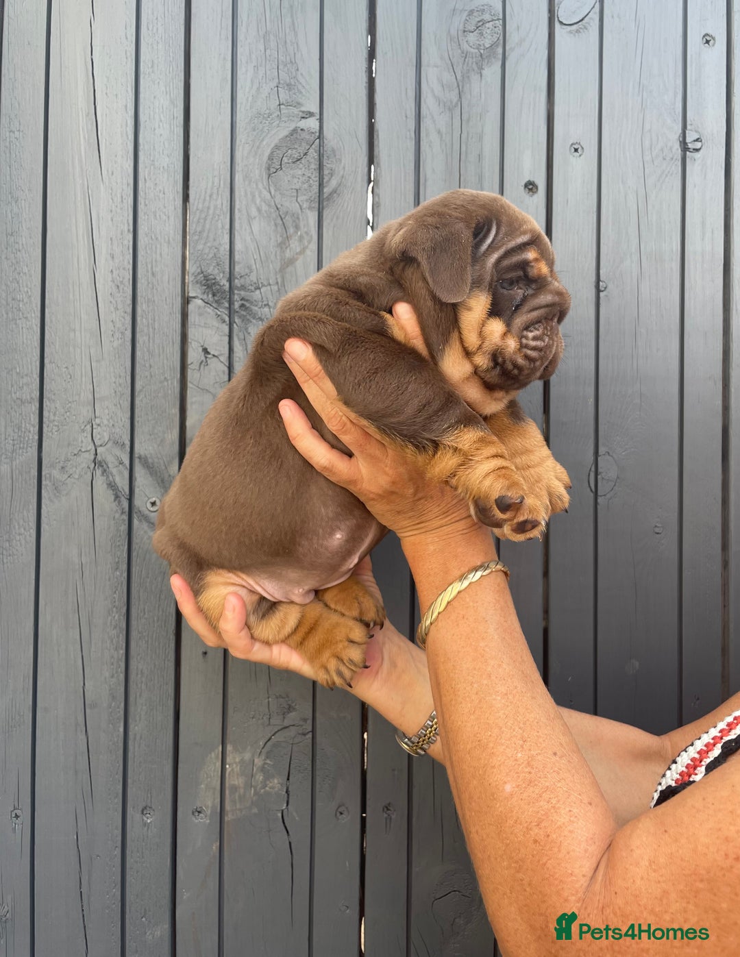 English Bulldog dogs for sale: Quality English bulldogs  - Image 8