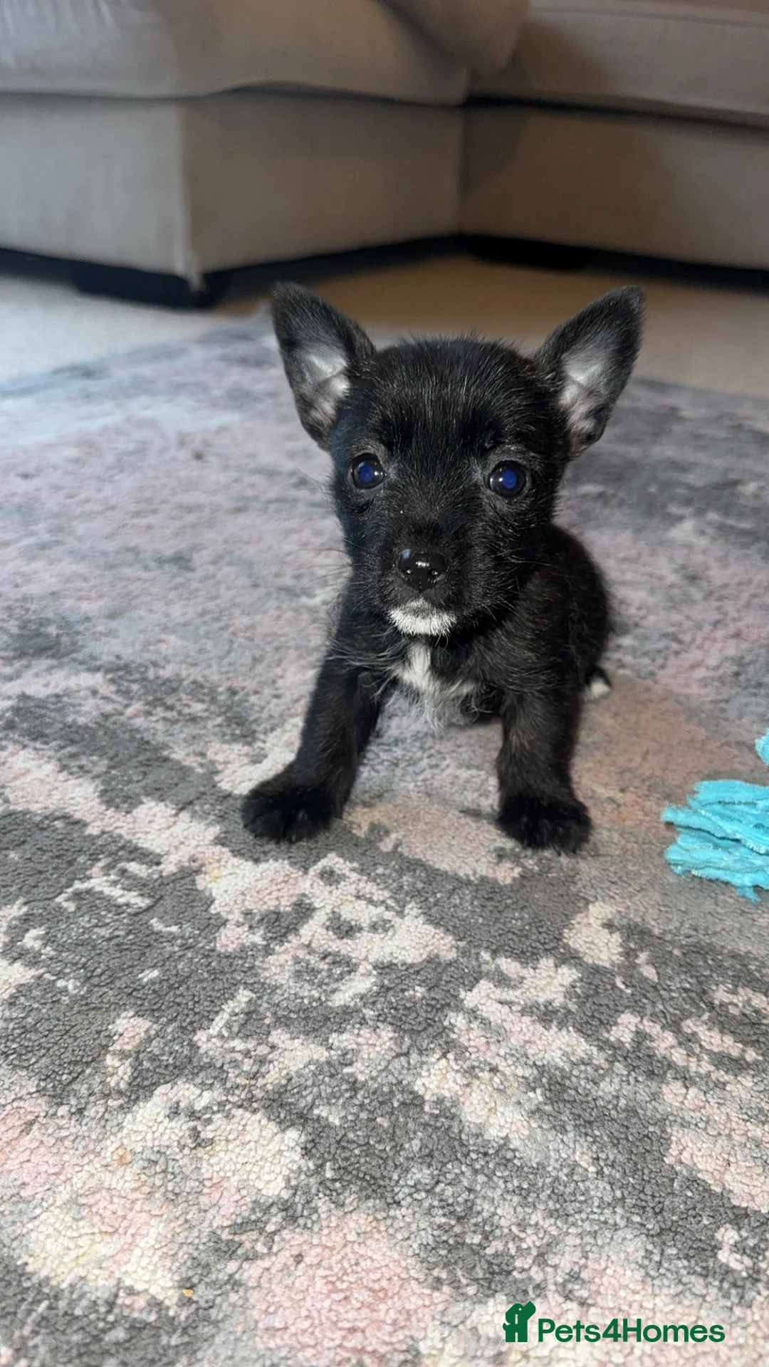 Mixed Breed dogs for sale: West highland cross Scottish terriers 2 left!  - Advert 1