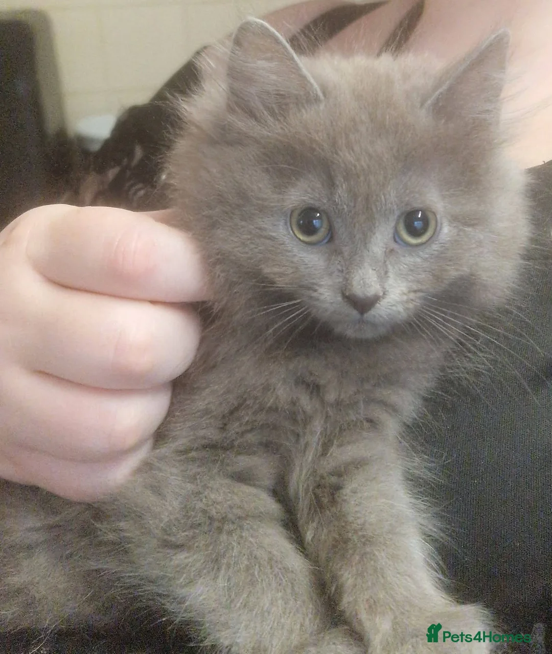 Mixed Breed cats for sale: Beautiful grey kittens - Advert 13