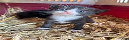 Ragdoll cats for sale: Ragdoll X Kittens  - Advert 12