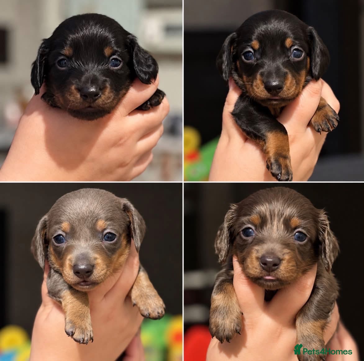 Miniature Dachshund dogs for sale: 4 male mini Dachshunds  - Advert 3