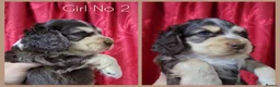 Cocker Spaniel dogs for sale: KC Sired Show Cocker Spaniels puppies| Champ Lines - Advert 30