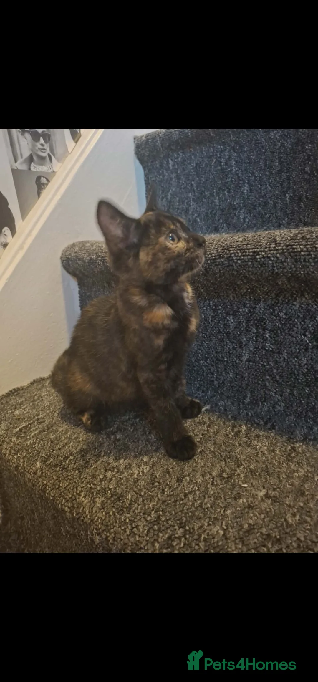 Mixed Breed cats for sale: Beautiful girl kitten looking for a new home - Advert 5