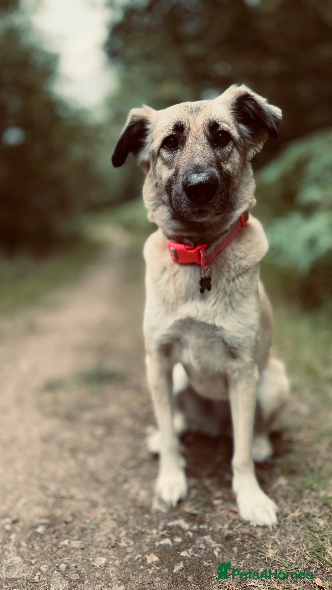 Anatolian Shepherd dogs for sale: Anatolian Shepherd in Gloucester - Advert 7