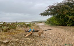 Mixed Breed dogs for sale: Belgian Malinois Puppy - Image 7