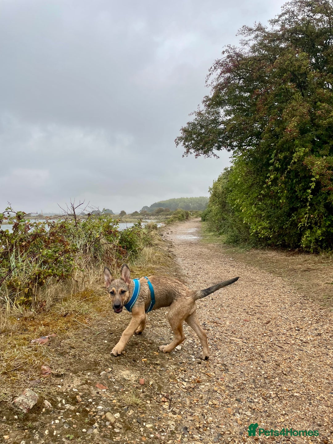 Mixed Breed dogs for sale: Belgian Malinois Puppy - Image 7