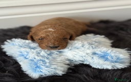 Cavapoo dogs for sale: Beautiful F1b Cavapoo's 🧬 DNA Tested Parents - Image 3