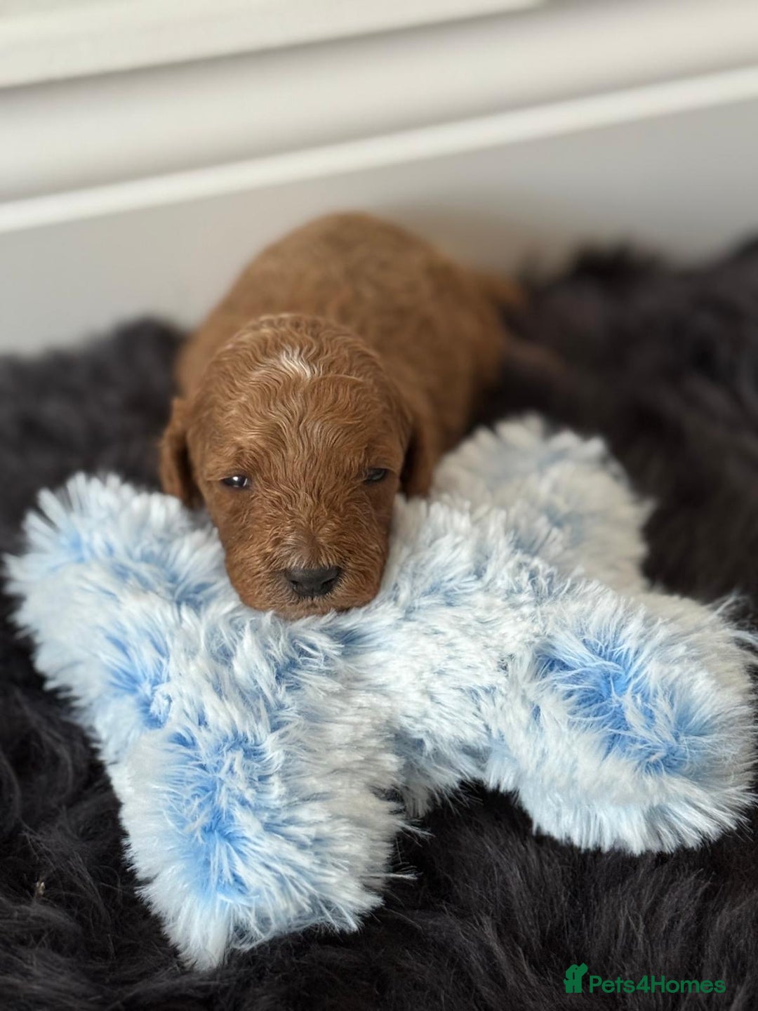 Cavapoo dogs for sale: Beautiful F1b Cavapoo's 🧬 DNA Tested Parents - Image 3