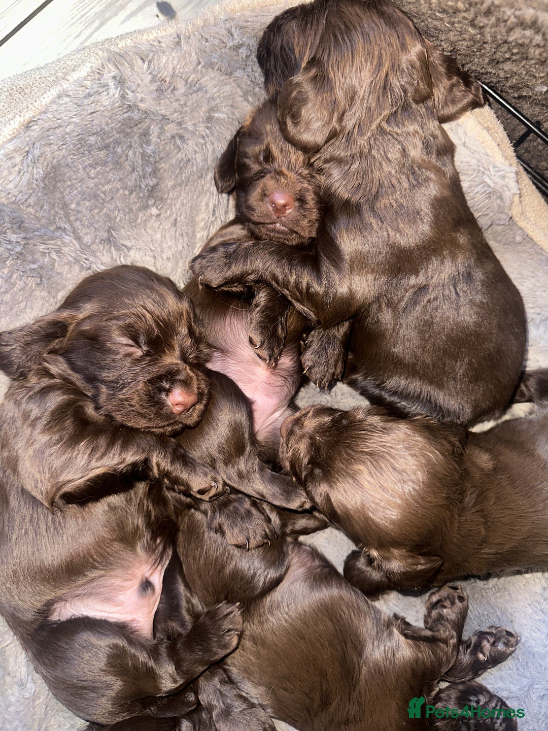 Cocker Spaniel dogs for sale: Working cocker spaniel puppies - Image 3