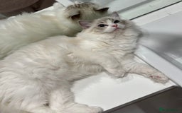 Ragdoll cats for sale: Tica Seal Lynx Tabby Point Bicolor Active Female  - Image 6