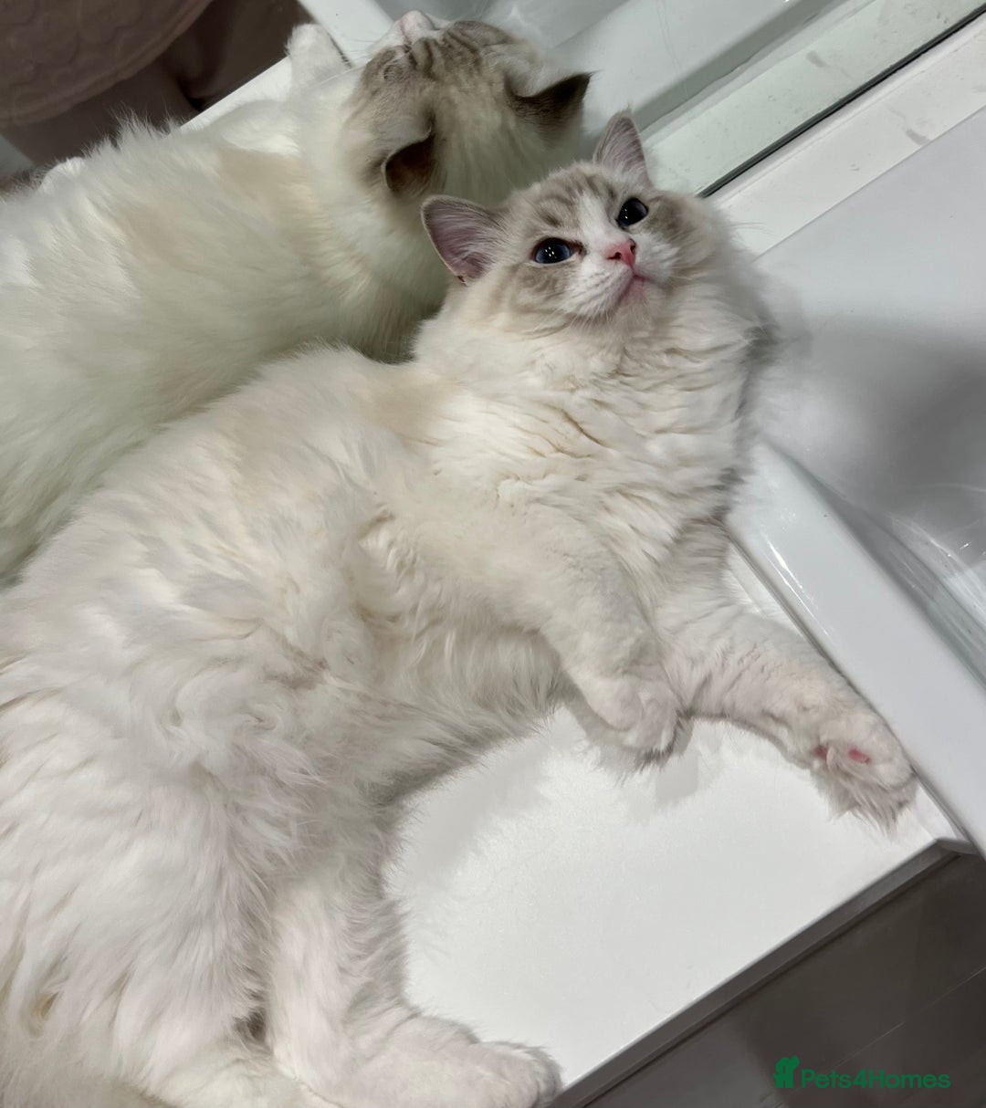 Ragdoll cats for sale: Tica Seal Lynx Tabby Point Bicolor Active Female  - Image 6