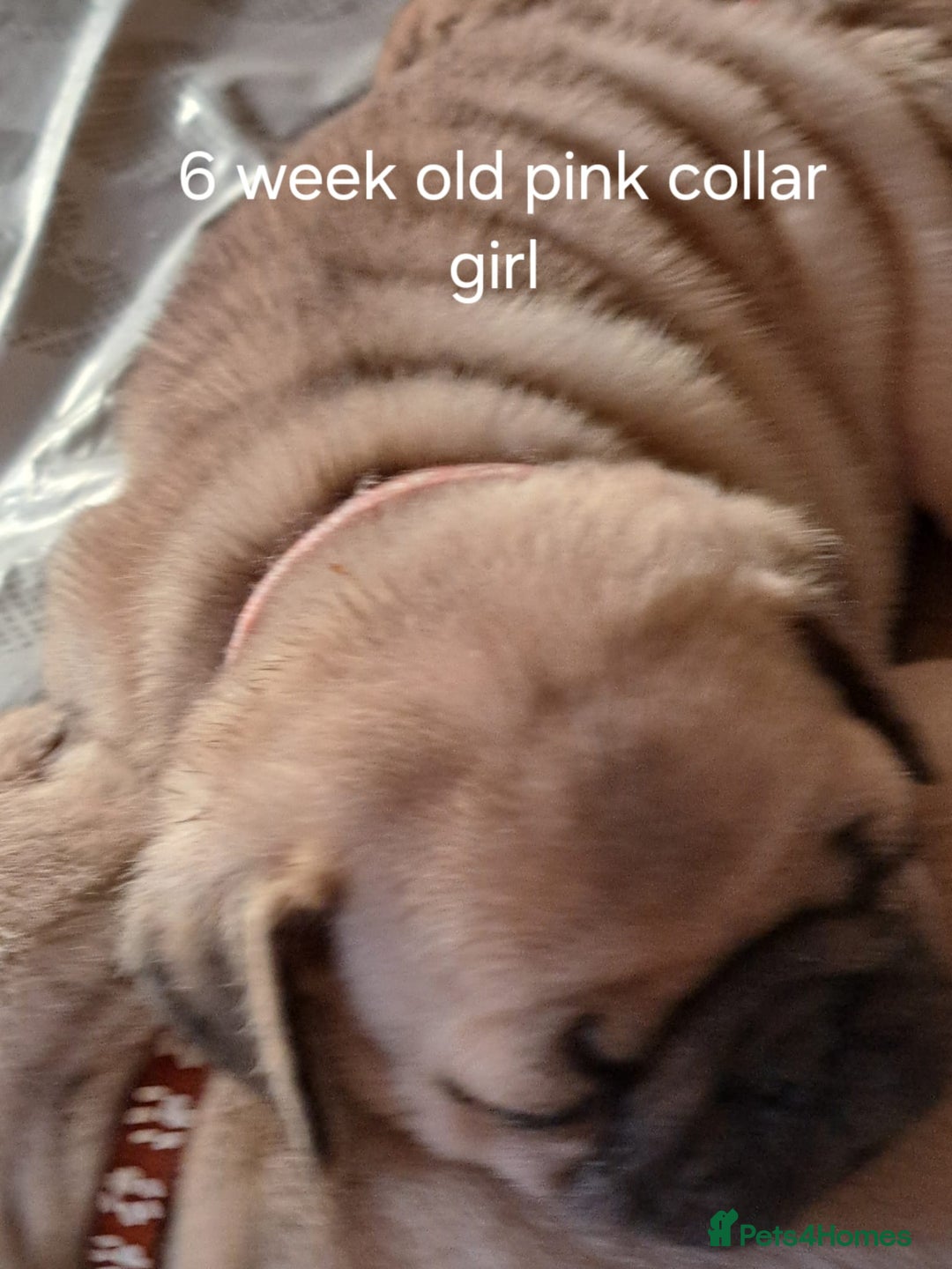 Pug dogs for stud: Casper - Image 6