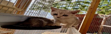 Scottish Fold 4