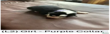 L2 - Purple Collar Girl